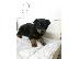 PoulaTo: Rottweiler
